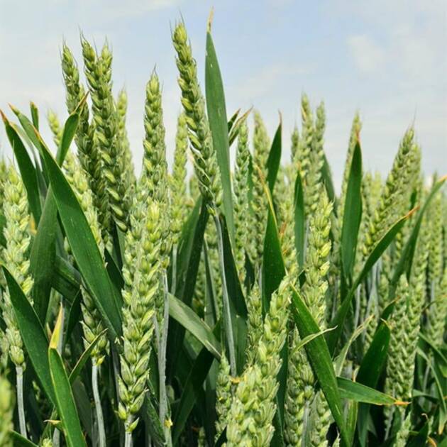 Trigo Blanco LG Filosofo