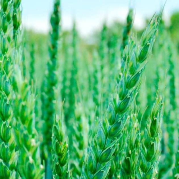 Trigo Blando LG Albufera