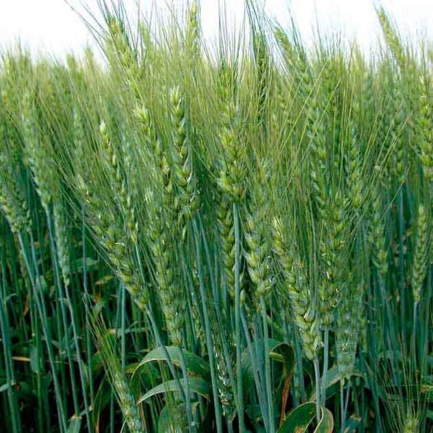 Trigo Blando Marcopolo