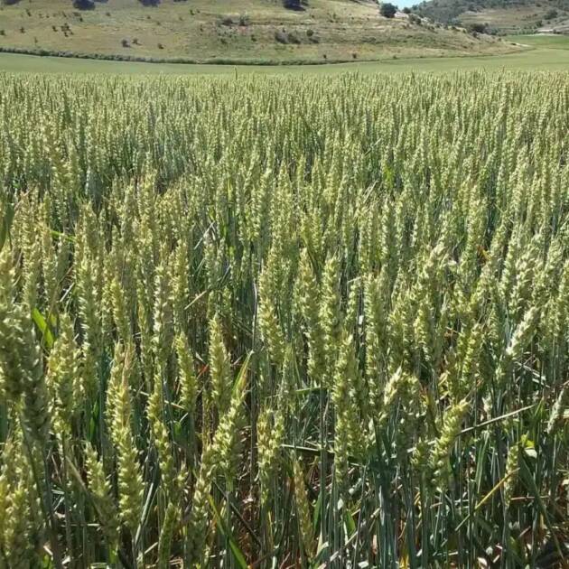 Trigo Blando RGT Anticiclón