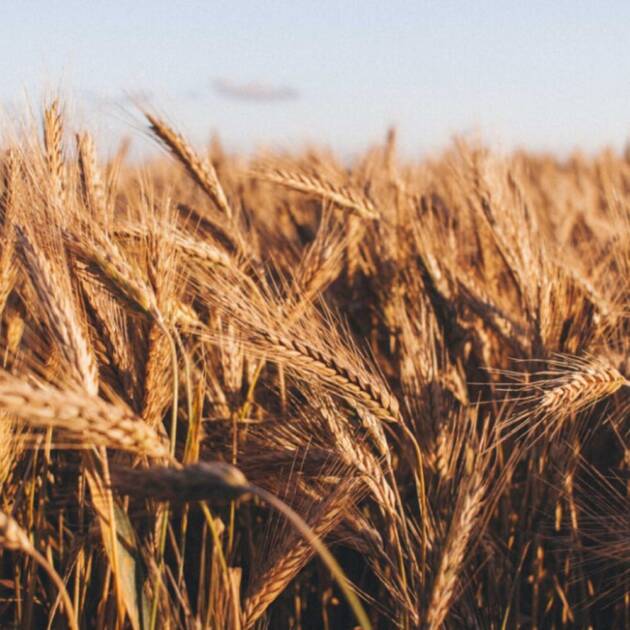 Trigo Blando RGT Borsalino