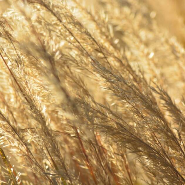 Trigo Blando RGT Panigale