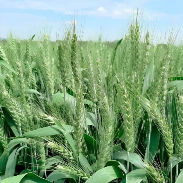 Trigo Blando LG Ancia