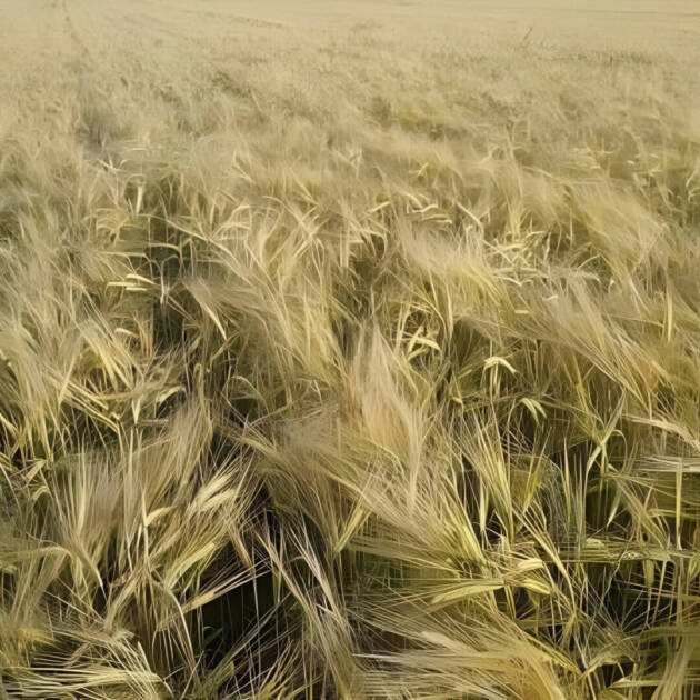 Cebada RGT Alcántara