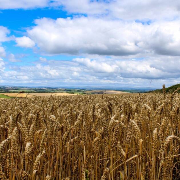 Trigo Blando RGT Tocayo