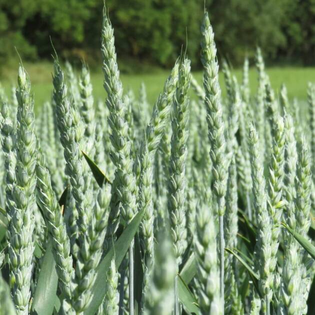 Trigo Blando Sollario