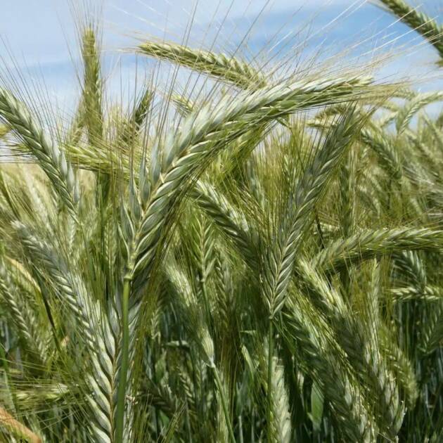 Triticale RGT Zaragozac